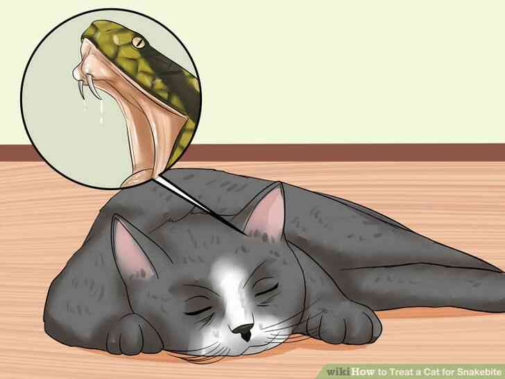 Image intitulée Traiter un Chat pour les Morsures de l